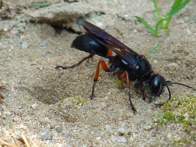 벌 종류의 땅굴 파기 -- 홍다리조롱박벌 Isodontia  harmandi (Sphecide Wasp); DISPLAY FULL IMAGE.