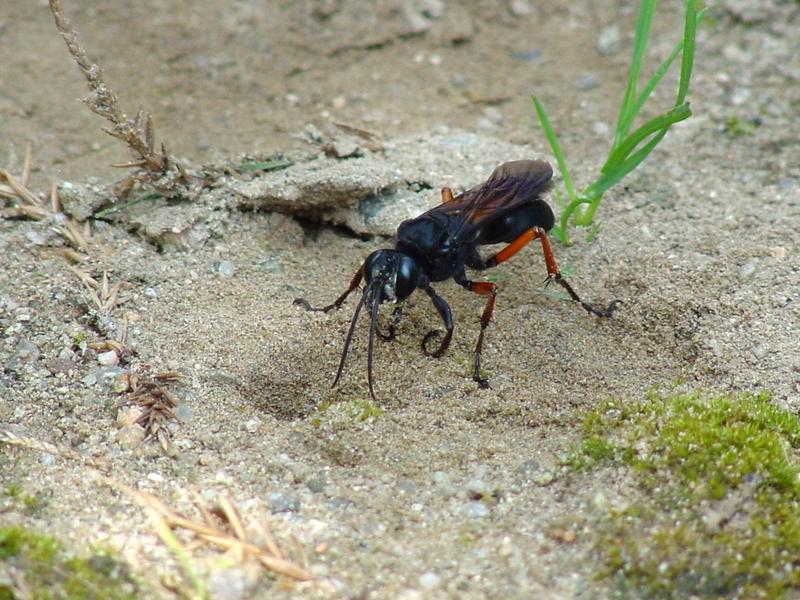 벌 종류의 땅굴 파기 -- 홍다리조롱박벌 Isodontia  harmandi (Sphecide Wasp); DISPLAY FULL IMAGE.