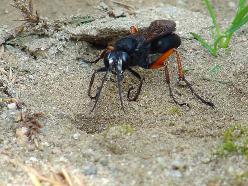 벌 종류의 땅굴 파기 -- 홍다리조롱박벌 Isodontia  harmandi (Sphecide Wasp); DISPLAY FULL IMAGE.