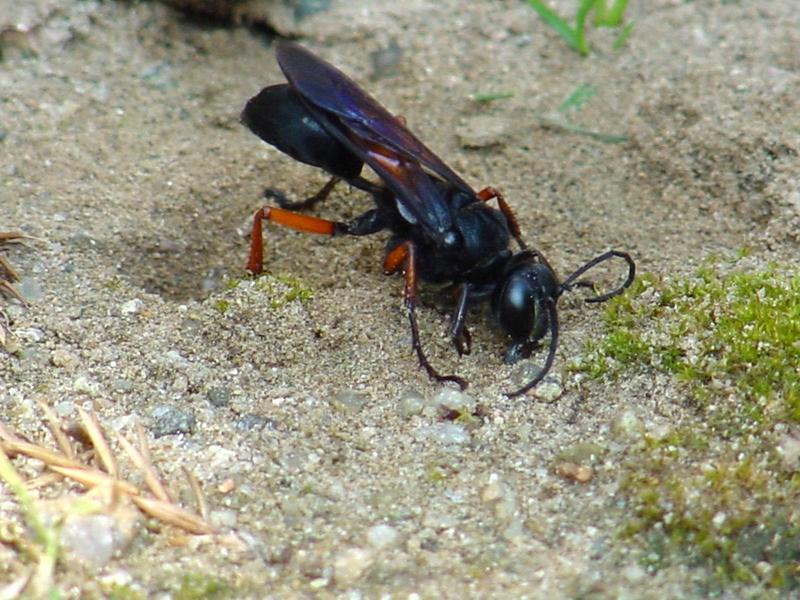 벌 종류의 땅굴 파기 -- 홍다리조롱박벌 Isodontia  harmandi (Sphecide Wasp); DISPLAY FULL IMAGE.