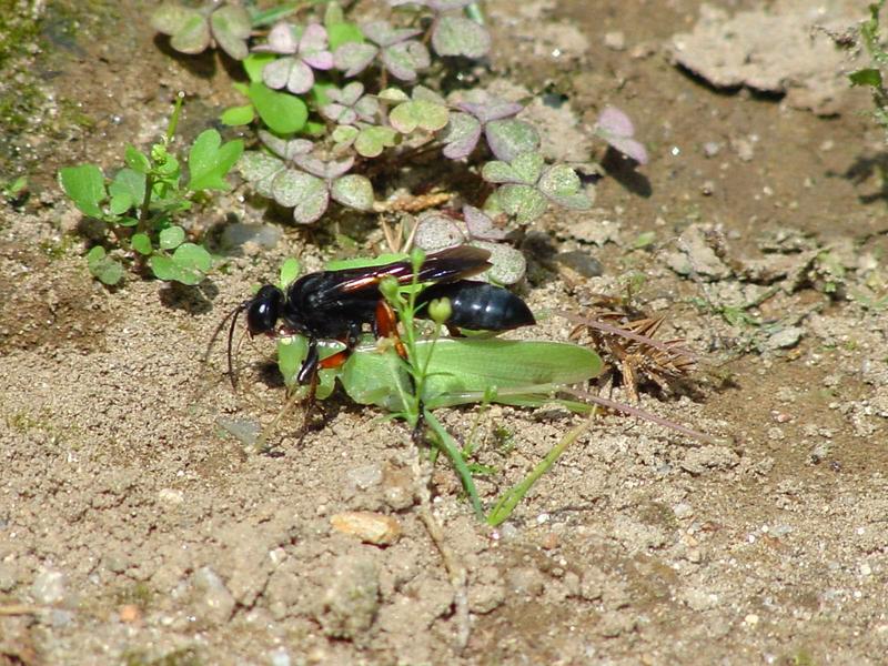 벌 종류의 땅굴 파기, 그리고 실베짱이? 묻기. -- 홍다리조롱박벌 Isodontia  harmandi (Sphecide Wasp); DISPLAY FULL IMAGE.