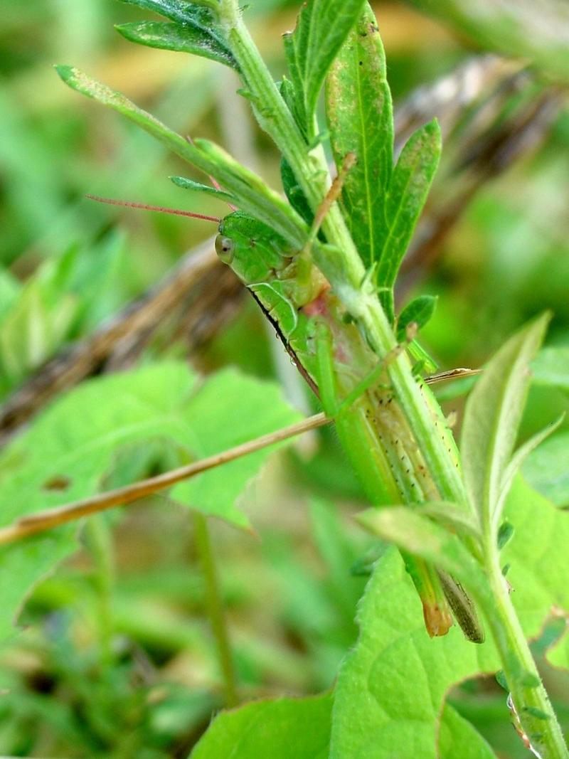 메뚜기 종류 --> 벼메뚜기 Oxya chinensis (Chinese Rice Grasshopper)???; DISPLAY FULL IMAGE.