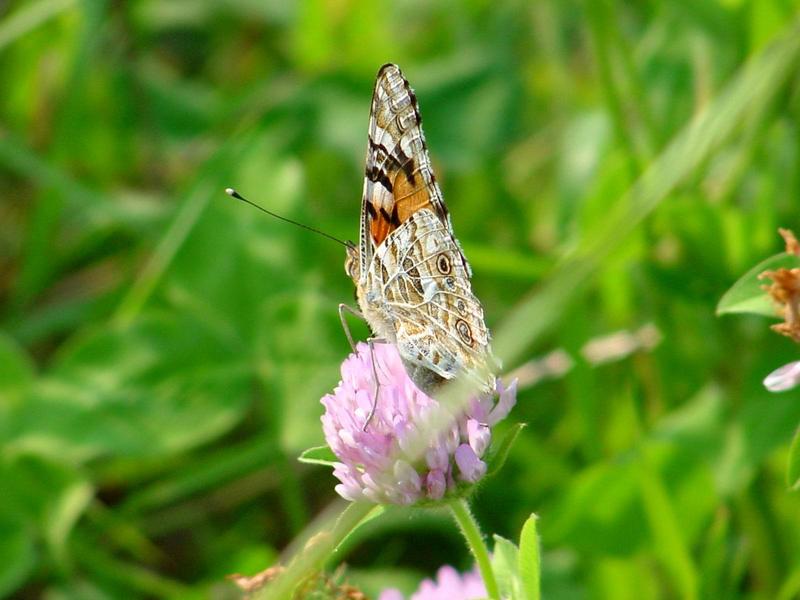 작은멋쟁이나비(Cynthia cardui) - Painted Lady; DISPLAY FULL IMAGE.