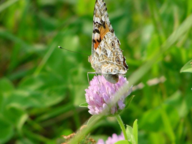 작은멋쟁이나비(Cynthia cardui) - Painted Lady; DISPLAY FULL IMAGE.