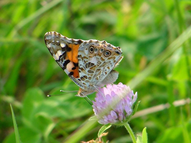 작은멋쟁이나비(Cynthia cardui) - Painted Lady; DISPLAY FULL IMAGE.