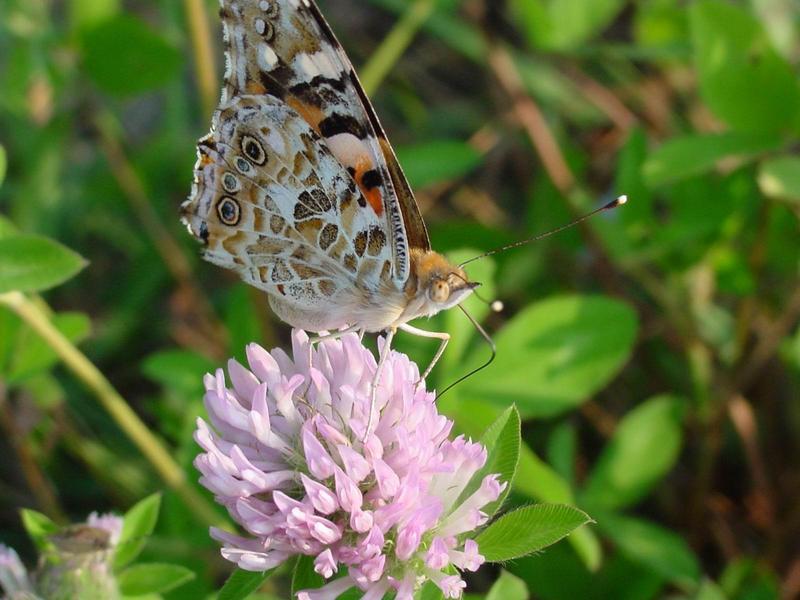 작은멋쟁이나비(Cynthia cardui) - Painted Lady; DISPLAY FULL IMAGE.