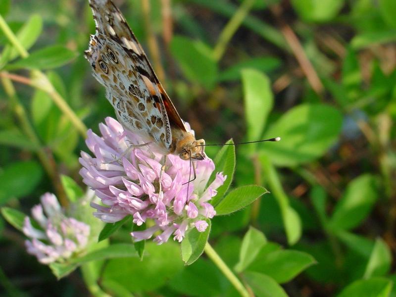 작은멋쟁이나비(Cynthia cardui) - Painted Lady; DISPLAY FULL IMAGE.
