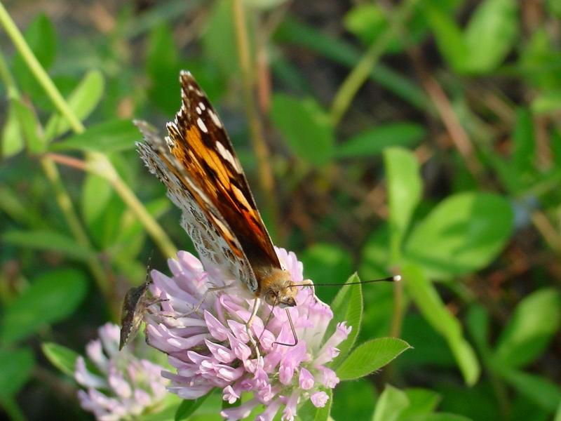 작은멋쟁이나비(Cynthia cardui) - Painted Lady; DISPLAY FULL IMAGE.