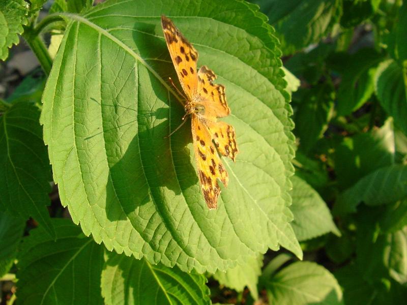 네발나비 (북한명: 노랑수두나비) - Polygonia c-aureum (Linnaeus, 1758); DISPLAY FULL IMAGE.