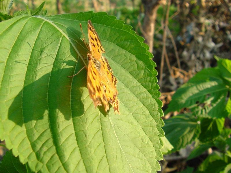 네발나비 (북한명: 노랑수두나비) - Polygonia c-aureum (Linnaeus, 1758); DISPLAY FULL IMAGE.