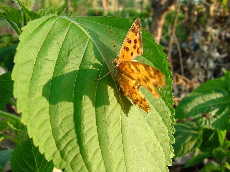 네발나비 (북한명: 노랑수두나비) - Polygonia c-aureum (Linnaeus, 1758); DISPLAY FULL IMAGE.