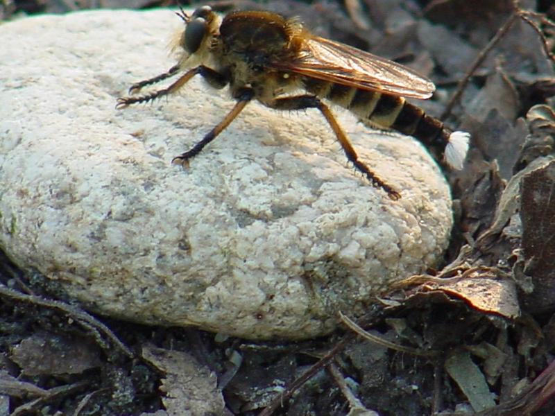 파리매(Promachus yesonicus) - 자갈위에 앉은 수컷; DISPLAY FULL IMAGE.