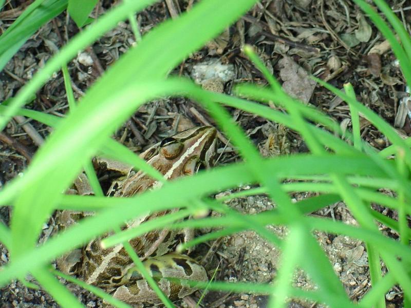 풀섶의 참개구리(Rana nigromaculata) - Black-spotted Frog; DISPLAY FULL IMAGE.