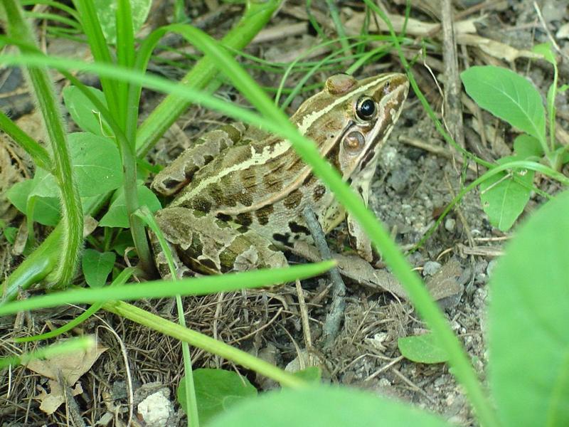 풀섶의 참개구리(Rana nigromaculata) - Black-spotted Frog; DISPLAY FULL IMAGE.