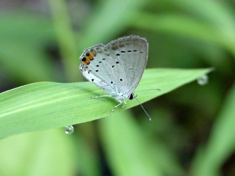 암먹부전나비(Everes argiades) - Short-tailed Blue; DISPLAY FULL IMAGE.