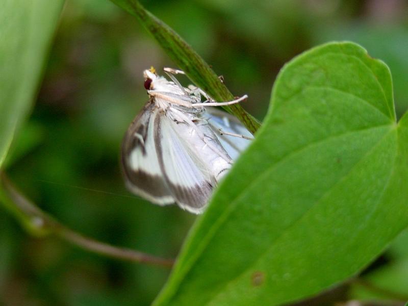 목화바둑명나방 (Palpita indica); DISPLAY FULL IMAGE.