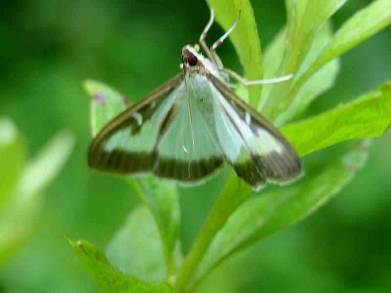 목화바둑명나방 (Palpita indica); DISPLAY FULL IMAGE.