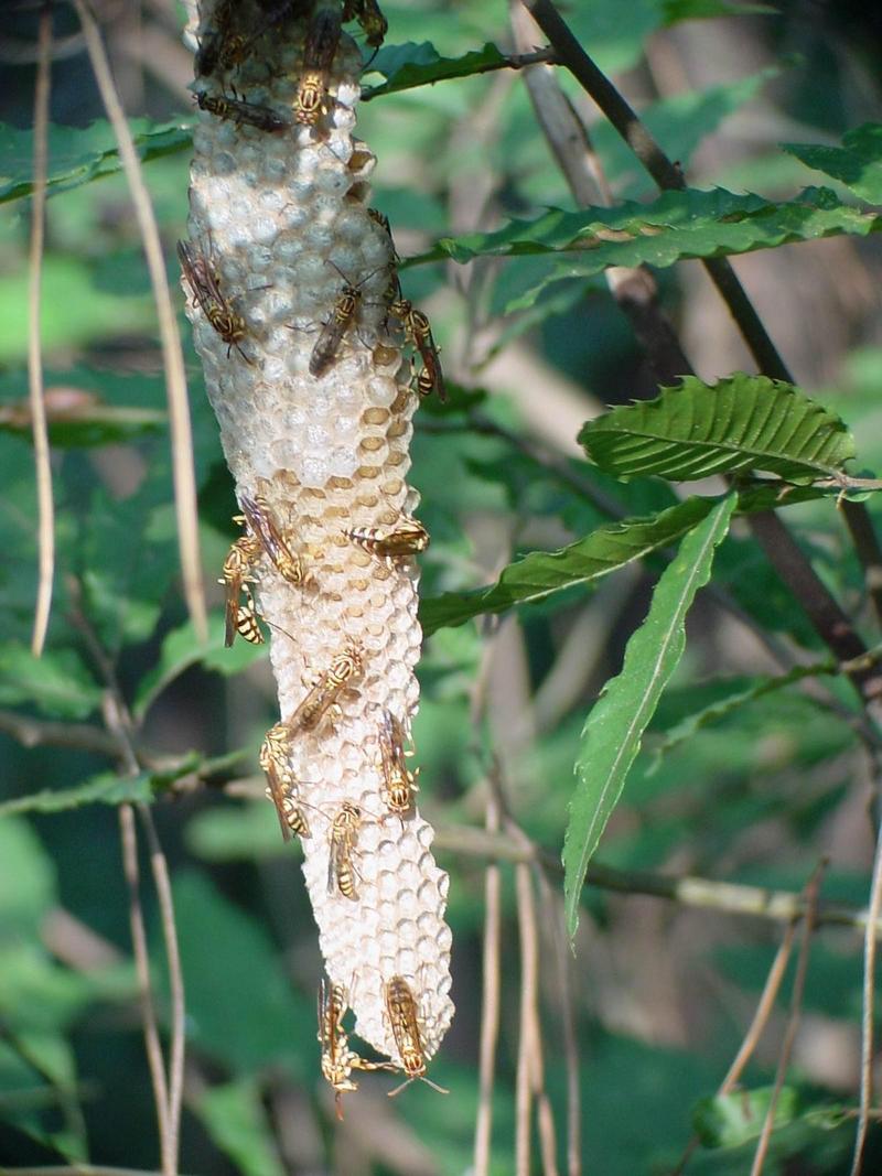 뱀허물쌍살벌(Parapolybia varia) - Lesser Parapolybia Paper Wasp; DISPLAY FULL IMAGE.