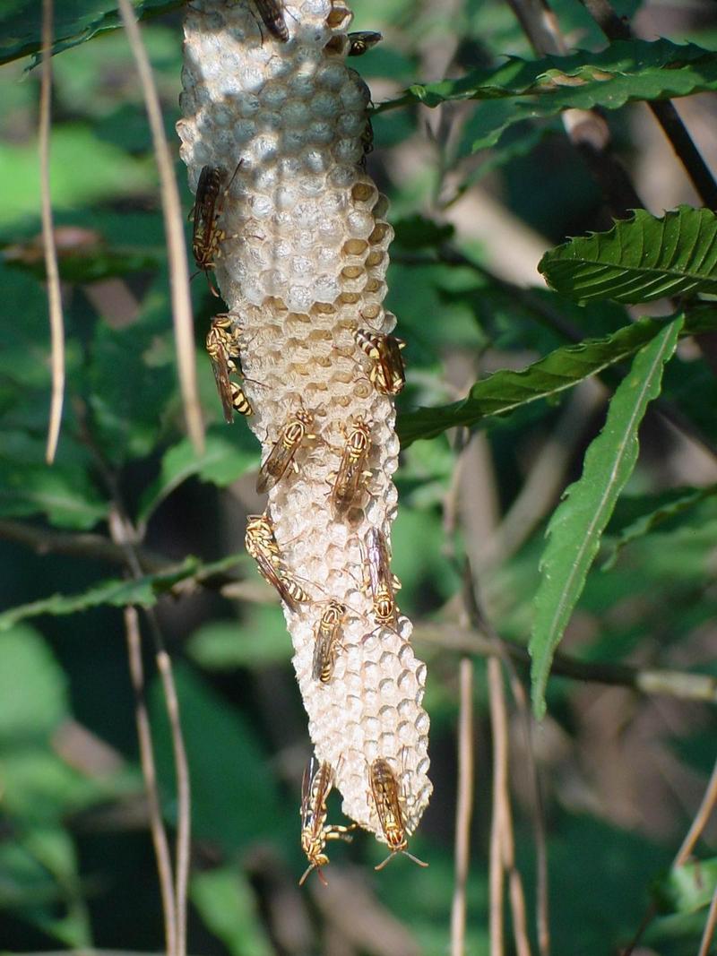 뱀허물쌍살벌(Parapolybia varia) - Lesser Parapolybia Paper Wasp; DISPLAY FULL IMAGE.