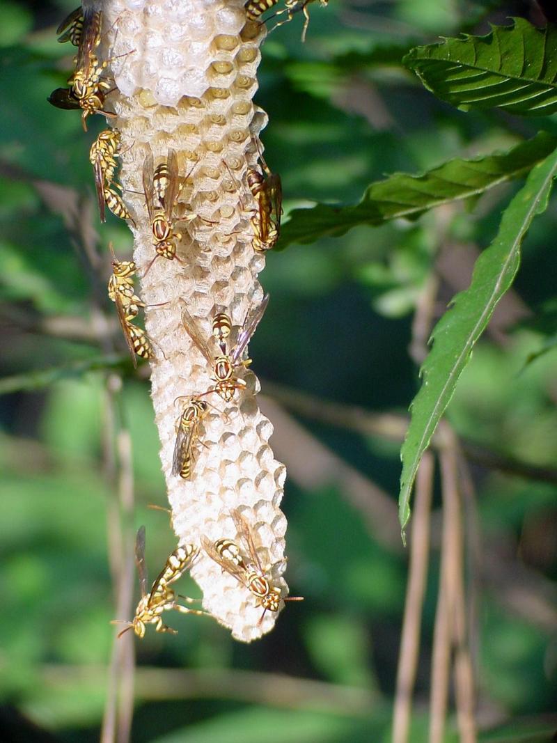 뱀허물쌍살벌(Parapolybia varia) - Lesser Parapolybia Paper Wasp; DISPLAY FULL IMAGE.