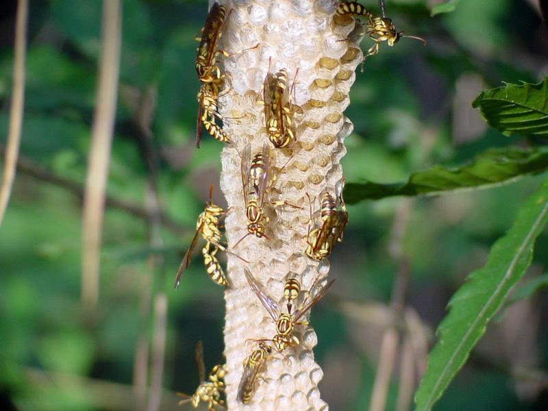 뱀허물쌍살벌(Parapolybia varia) - Lesser Parapolybia Paper Wasp; DISPLAY FULL IMAGE.