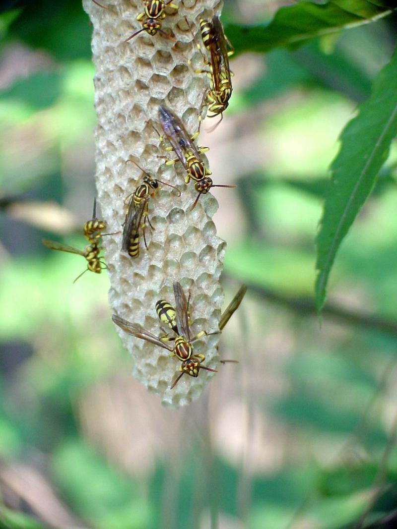 뱀허물쌍살벌(Parapolybia varia) - Lesser Parapolybia Paper Wasp; DISPLAY FULL IMAGE.