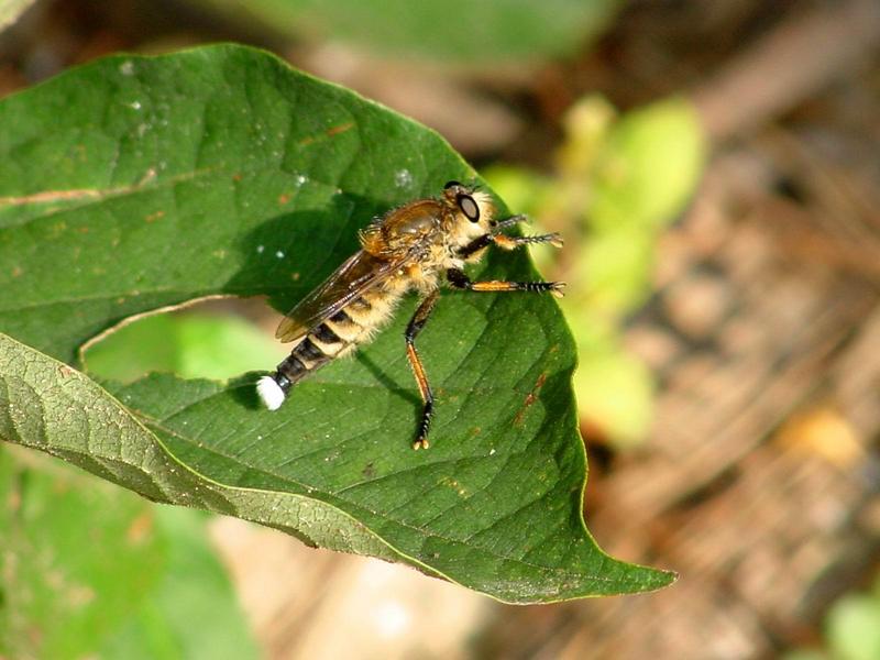 파리매(Promachus yesonicus) 수컷 - Robber Fly; DISPLAY FULL IMAGE.