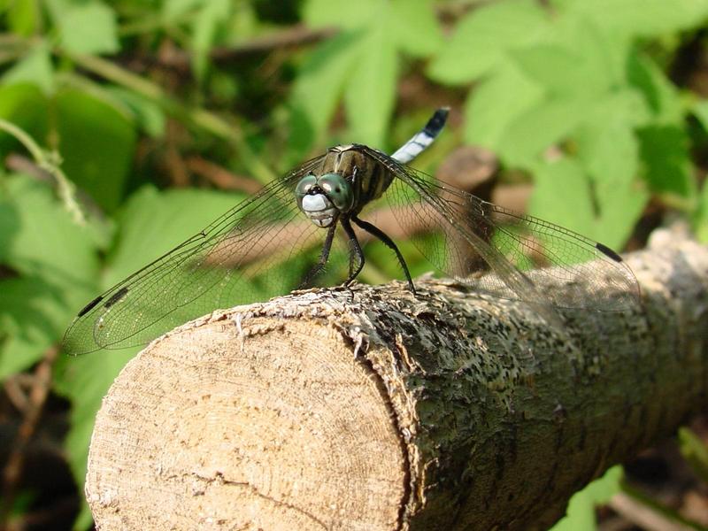 잠자리 - 밀잠자리(Orthetrum albistylum speciosum Uhler) 수컷; DISPLAY FULL IMAGE.