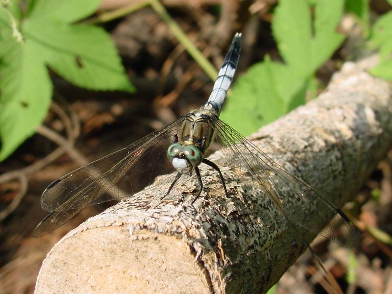 잠자리 - 밀잠자리(Orthetrum albistylum speciosum Uhler) 수컷; DISPLAY FULL IMAGE.