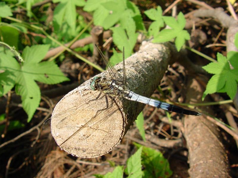 잠자리 - 밀잠자리(Orthetrum albistylum speciosum Uhler) 수컷; DISPLAY FULL IMAGE.