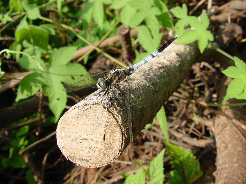 잠자리 - 밀잠자리(Orthetrum albistylum speciosum Uhler) 수컷; DISPLAY FULL IMAGE.