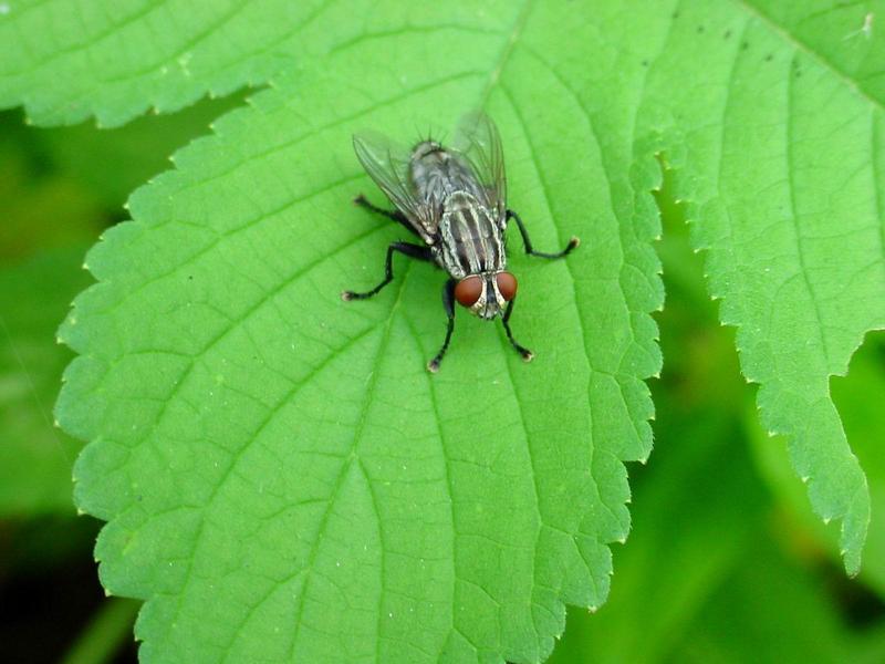 파리 - 쉬파리 종류 -- 검정볼기쉬파리 Helicophagella melanura (flesh fly); DISPLAY FULL IMAGE.