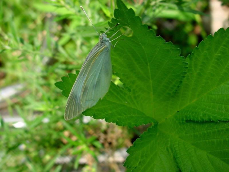 배추흰나비(Artogeia rapae Linnaeus) - Common Cabbage White; DISPLAY FULL IMAGE.