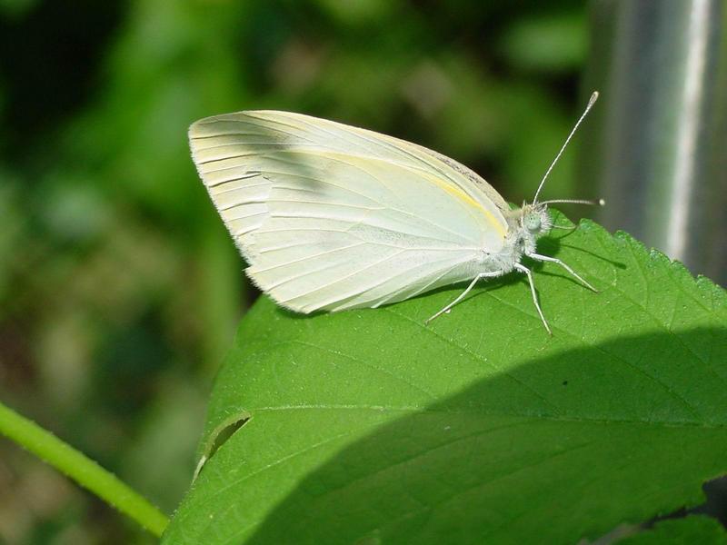 배추흰나비(Artogeia rapae Linnaeus) - Common Cabbage White; DISPLAY FULL IMAGE.