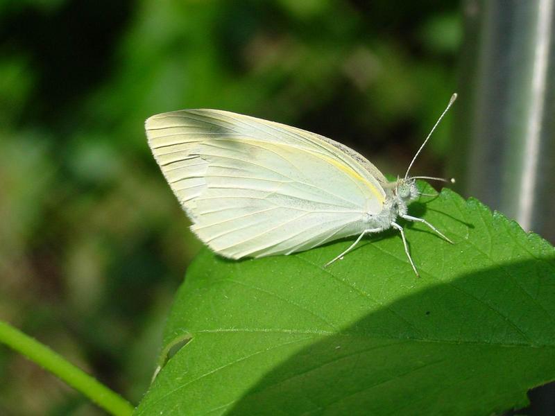 배추흰나비(Artogeia rapae Linnaeus) - Common Cabbage White; DISPLAY FULL IMAGE.