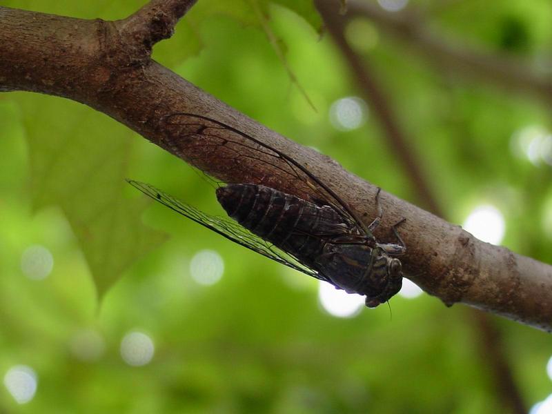 애매미(Meimuna opalifera) 수컷; DISPLAY FULL IMAGE.