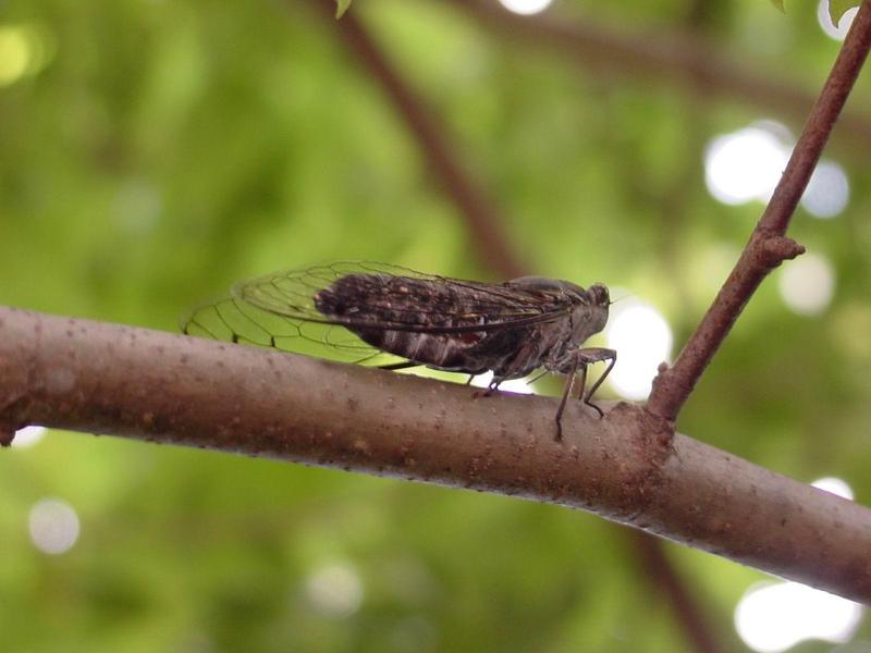 애매미(Meimuna opalifera) 수컷; DISPLAY FULL IMAGE.