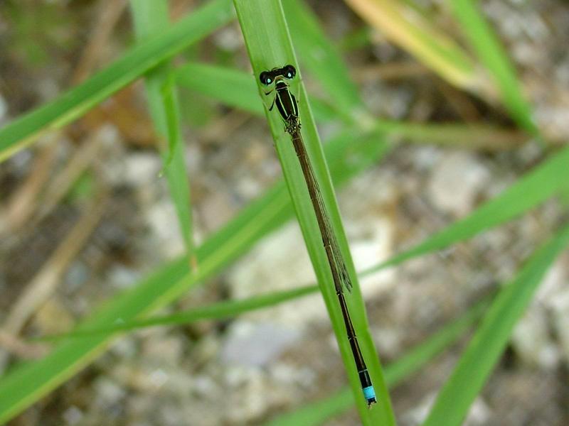 실잠자리 종류 [대전] --> 아시아실잠자리 수컷 Ischnura asiatica (Asiatic Bluetail Damselfly); DISPLAY FULL IMAGE.