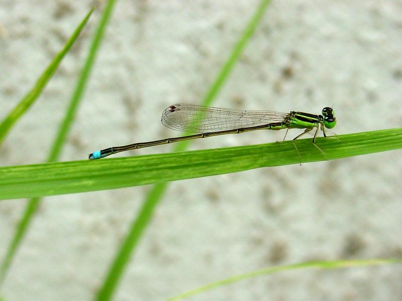 실잠자리 종류 [대전] --> 아시아실잠자리 수컷 Ischnura asiatica (Asiatic Bluetail Damselfly); DISPLAY FULL IMAGE.