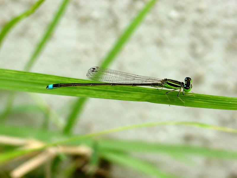 실잠자리 종류 [대전] --> 아시아실잠자리 수컷 Ischnura asiatica (Asiatic Bluetail Damselfly); DISPLAY FULL IMAGE.