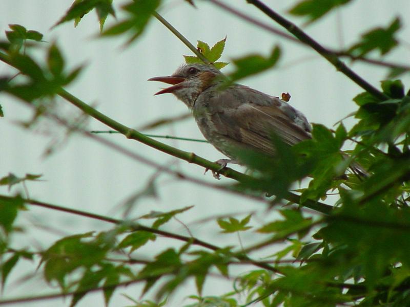 직박구리(Hypsipetes amaurotis hensoni STEJNEGER); DISPLAY FULL IMAGE.