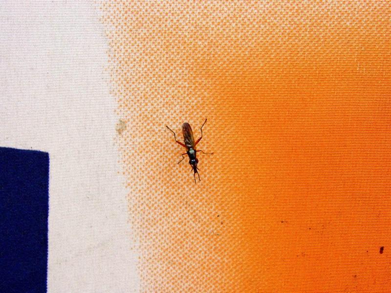 이름모를 곤충 - 벌 종류? 파리 종류??? --> 동애등에과(Stratiomyidae)???; DISPLAY FULL IMAGE.