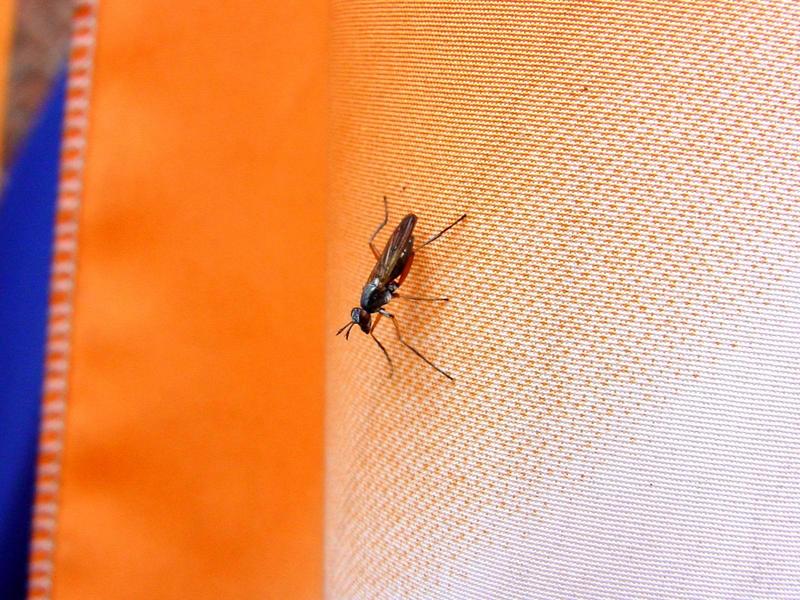 이름모를 곤충 - 벌 종류? 파리 종류??? --> 동애등에과(Stratiomyidae)???; DISPLAY FULL IMAGE.