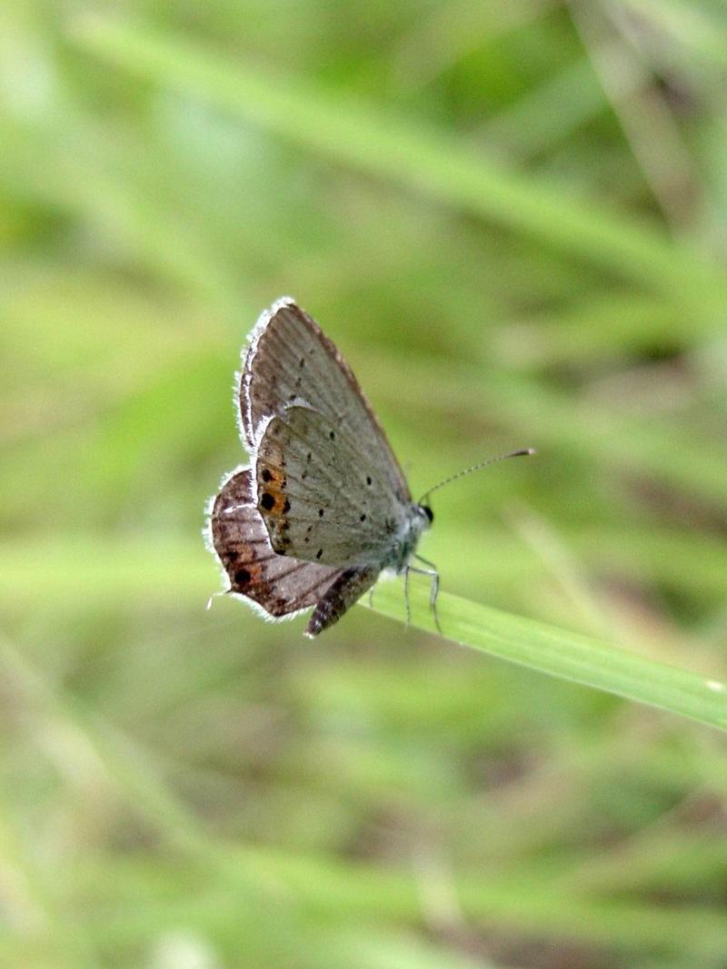 암먹부전나비(Everes argiades) - Short-tailed Blue; DISPLAY FULL IMAGE.