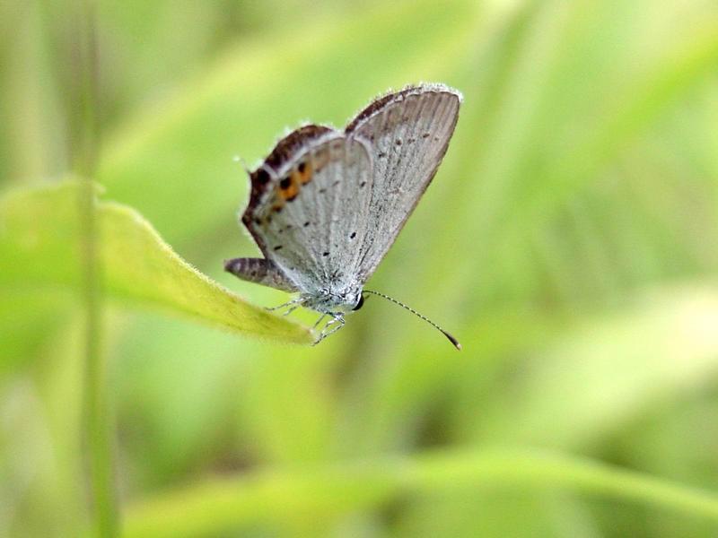 암먹부전나비(Everes argiades) - Short-tailed Blue; DISPLAY FULL IMAGE.