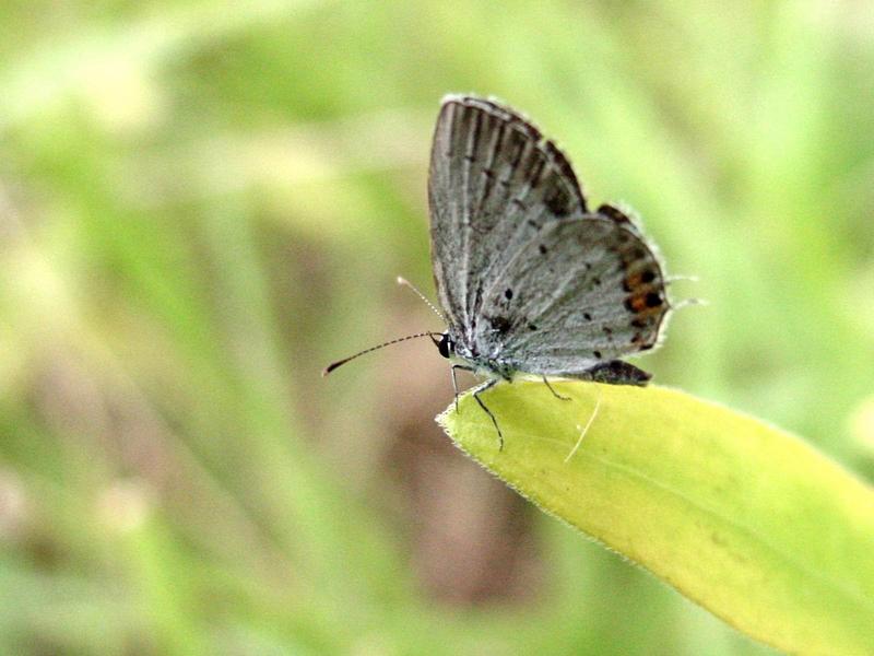 암먹부전나비(Everes argiades) - Short-tailed Blue; DISPLAY FULL IMAGE.