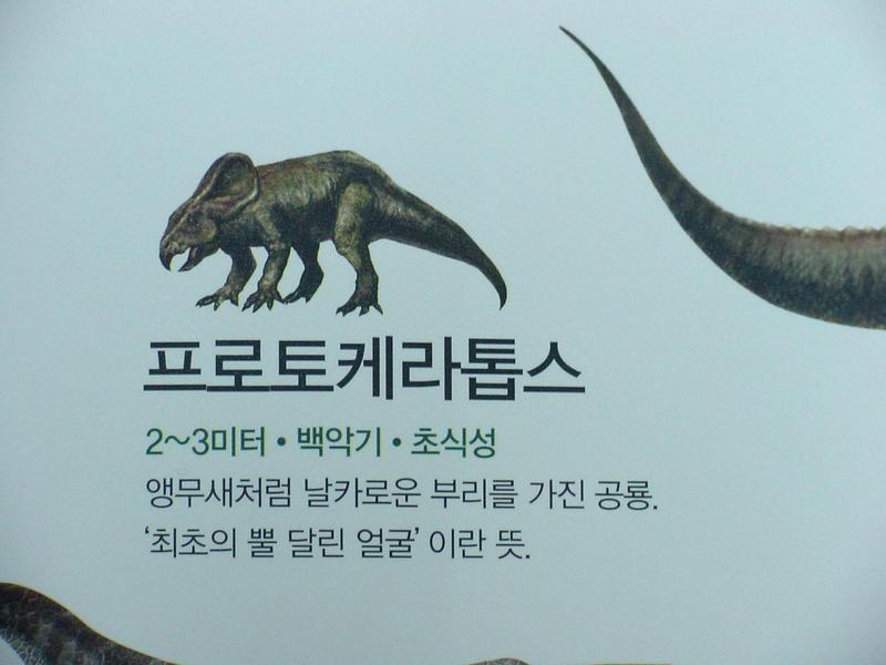 [공룡] 프로토케라톱스(Protoceratops); DISPLAY FULL IMAGE.