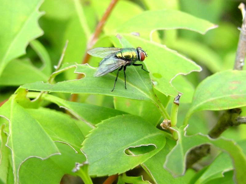 금파리(Lucilia caesar) - Eurasian Greenbottle; DISPLAY FULL IMAGE.