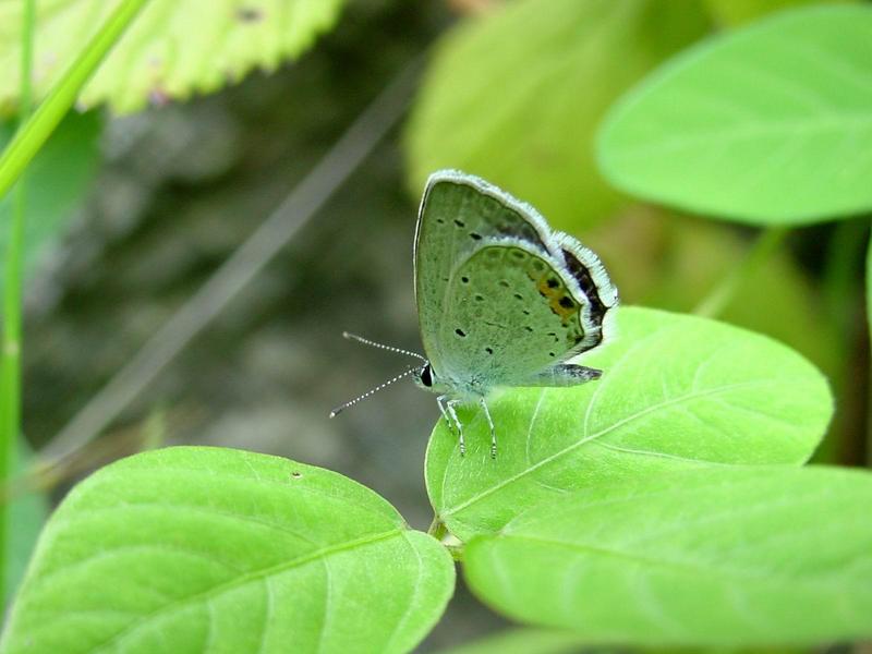 암먹부전나비(Everes argiades) - Short-tailed Blue; DISPLAY FULL IMAGE.