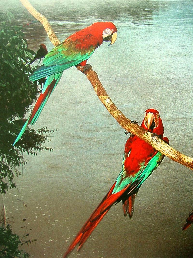 Green-winged Macaw (pair); DISPLAY FULL IMAGE.